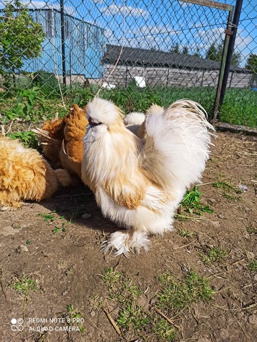 Jaja jajka lęgowe silki silka USA od 3 stad, paint, rude, splash