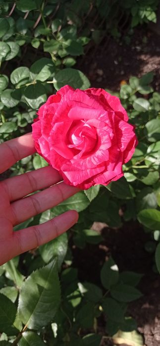 Троянди укорінені