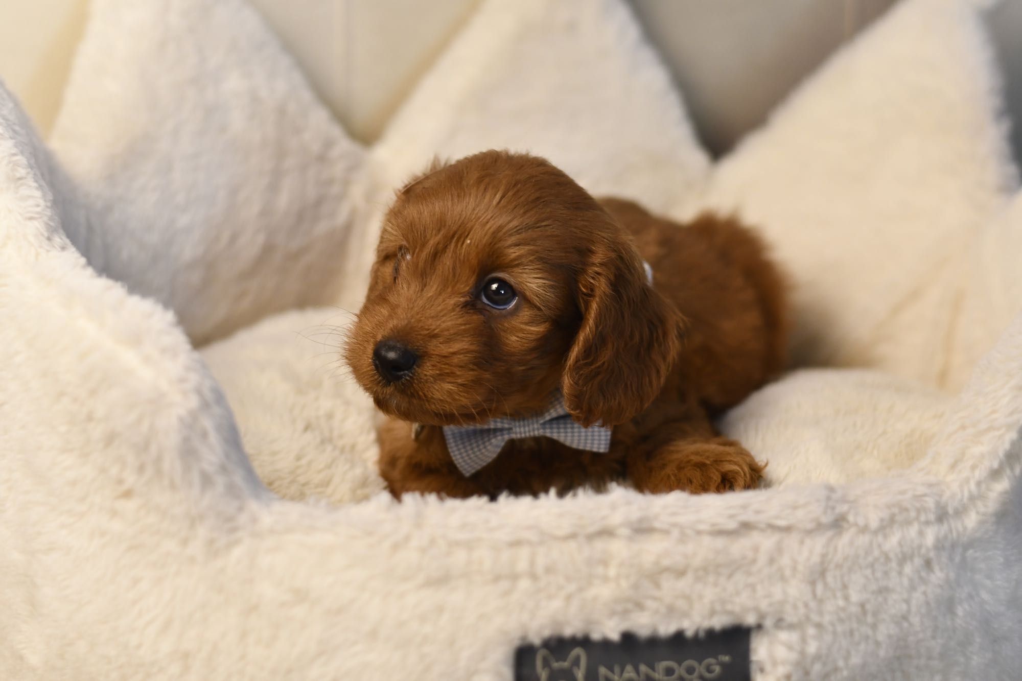 Cavapoo F1 RED BROWN wyjątkowy chłopiec gotowy do odbioru