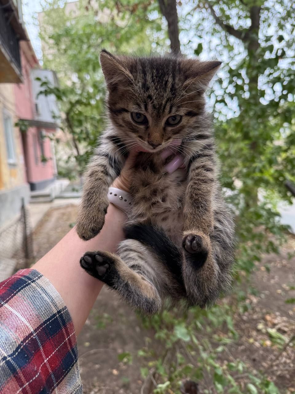 Котята обработаны от паразитов