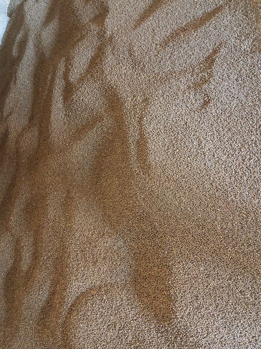 Łubin wąskolistny Karo-gorzki-ekologiczny