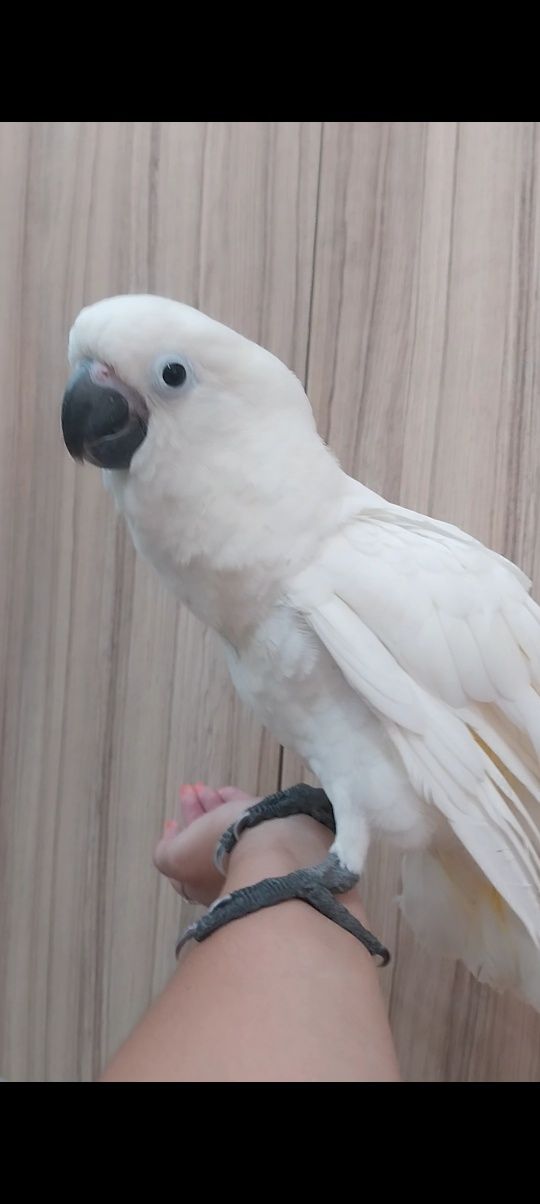 Catatua Alba macho