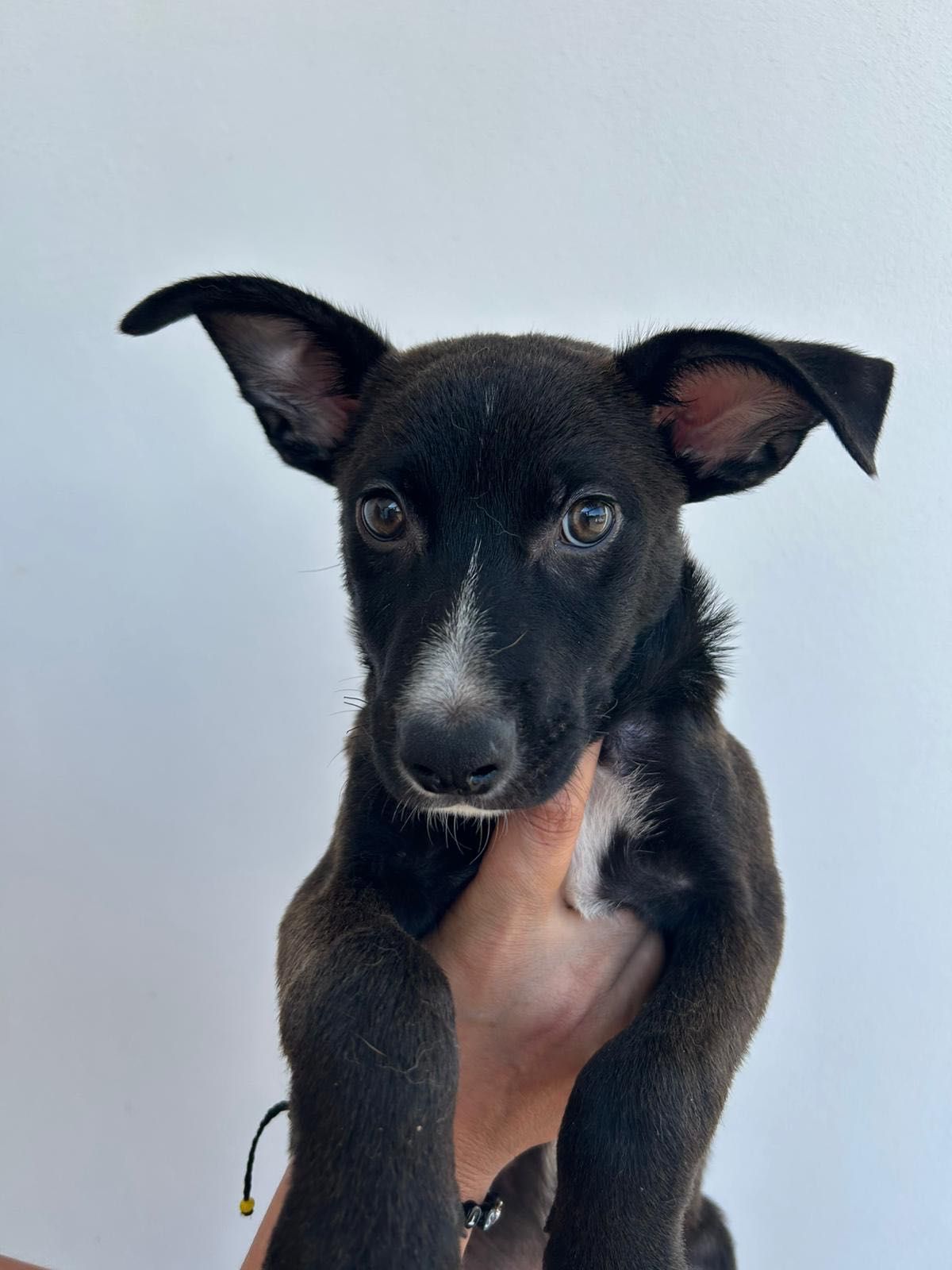 Cachorro para adoção RESPONSÁVEL