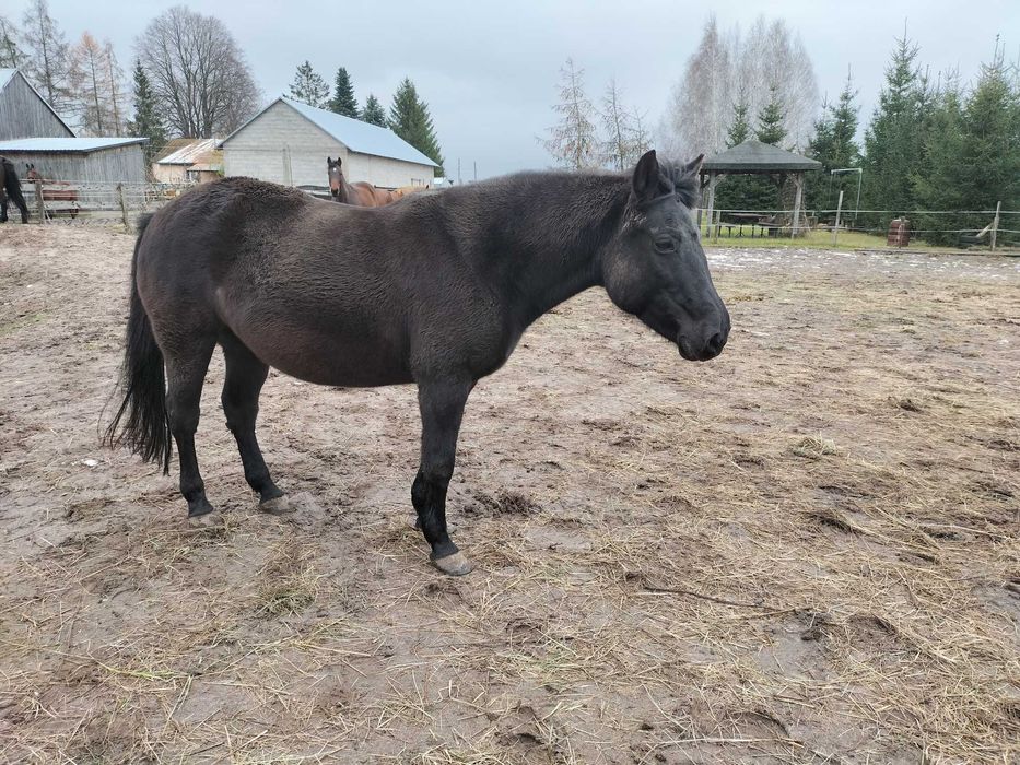 likwidacja stada- konie
