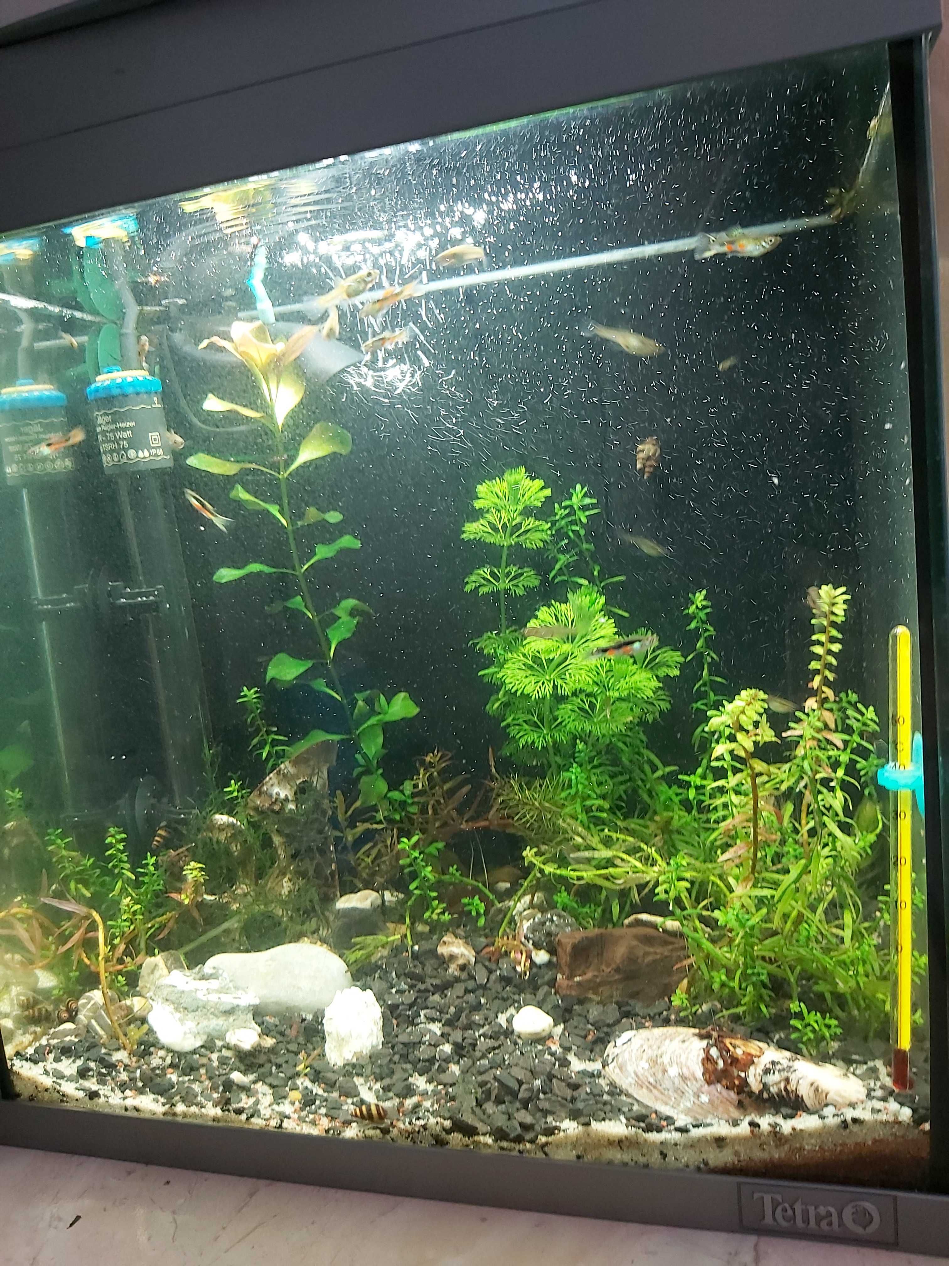 Akwarium Tetra 30l. z życiem