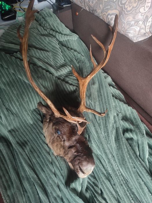 Роги Оленя роги Оленя