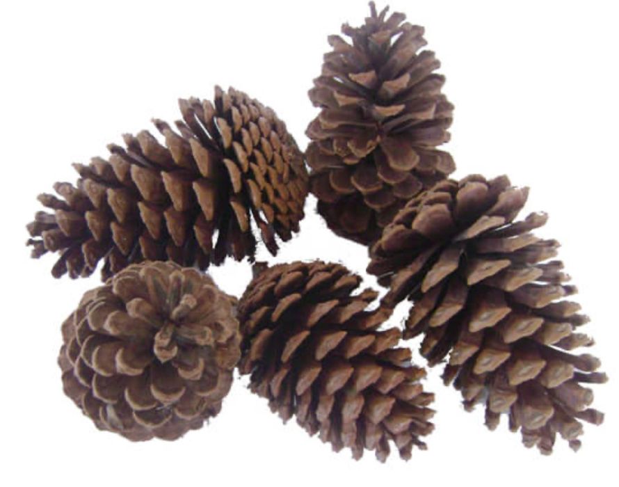 Pinhas secas para lareira