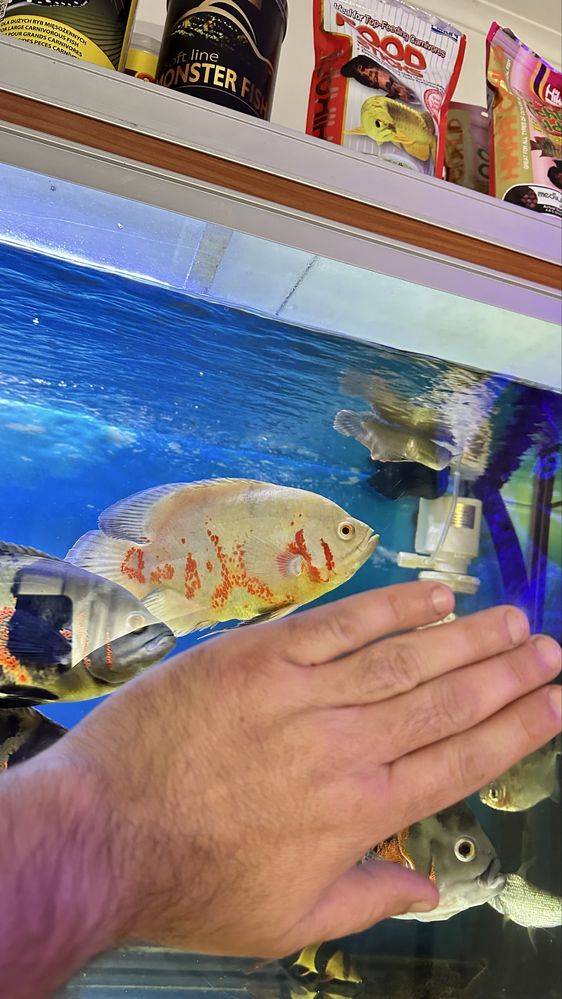 Oscar tigre albino