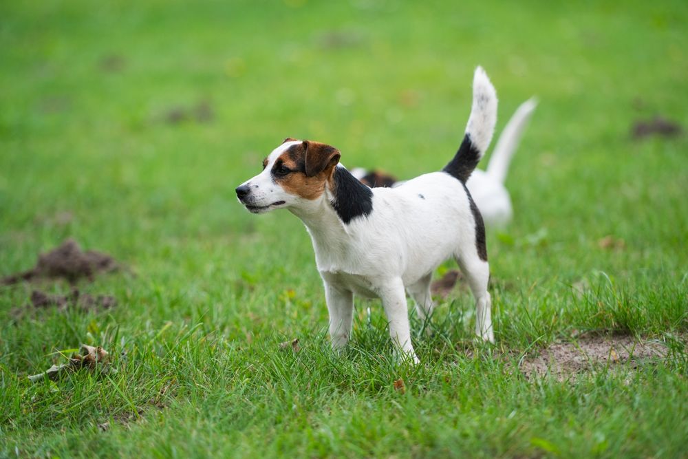 Suczka gładkowłosa Jack Russell Terrier ZKwP