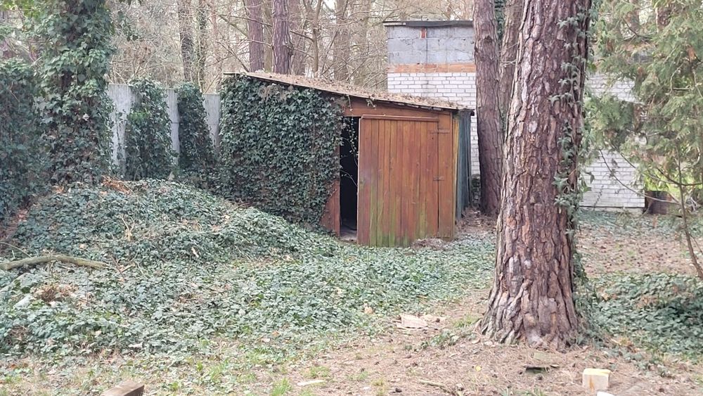 Oddam stare deski z domu oraz szop