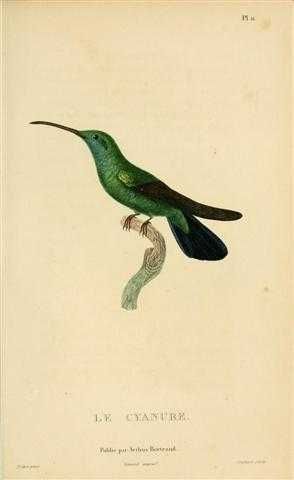 Kolibry  reprint XIX w. grafik do aranżacji wnętrza