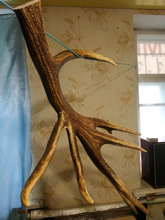 Рог оленя. Один. СССР. Вешалка.