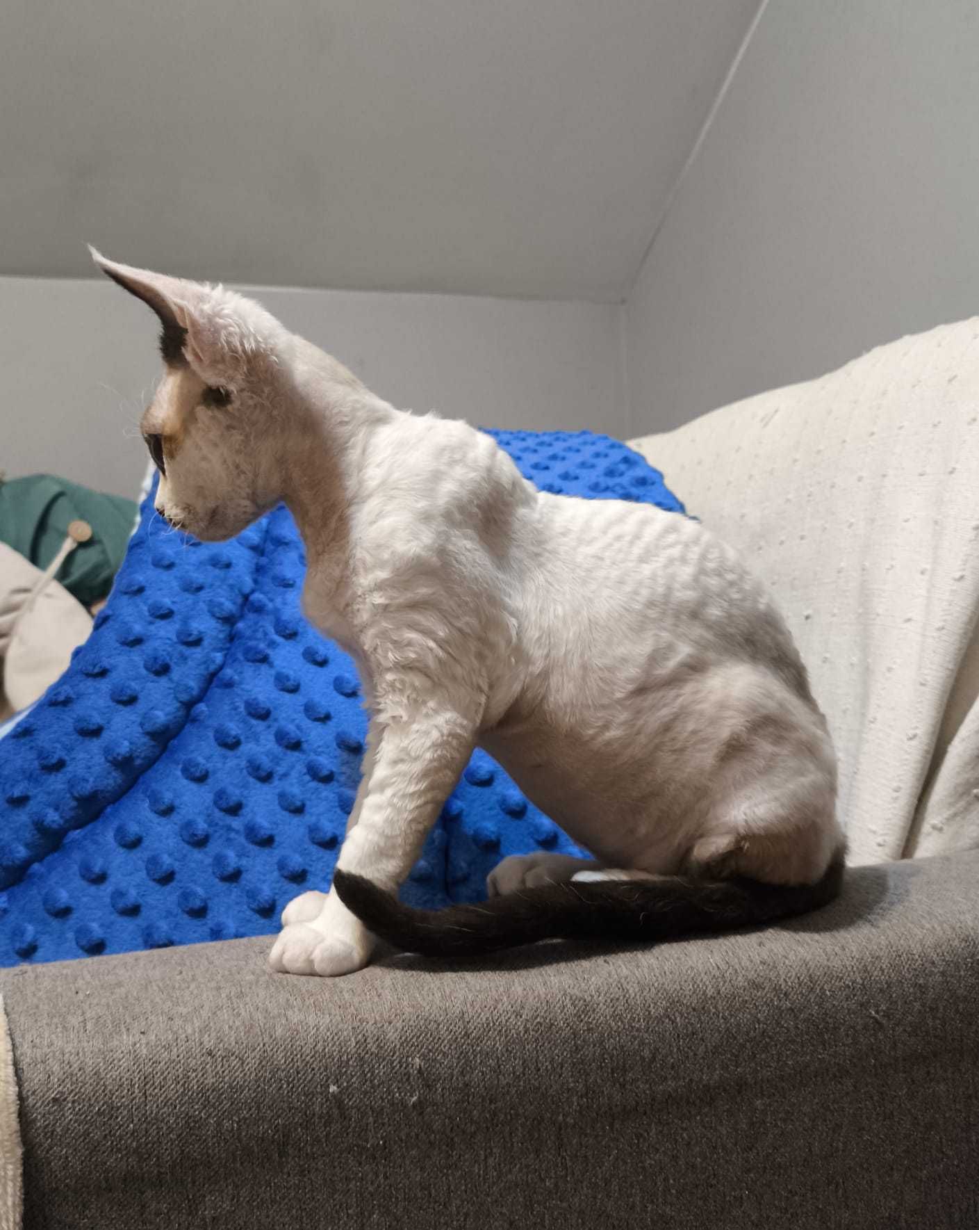Koteczka Devon Rex