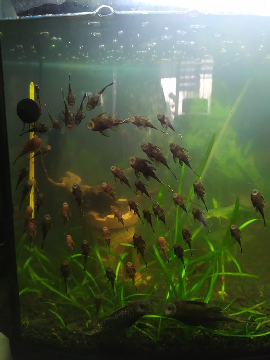 Безкоштовно віддам рибки анцитруси, сомики мальки.