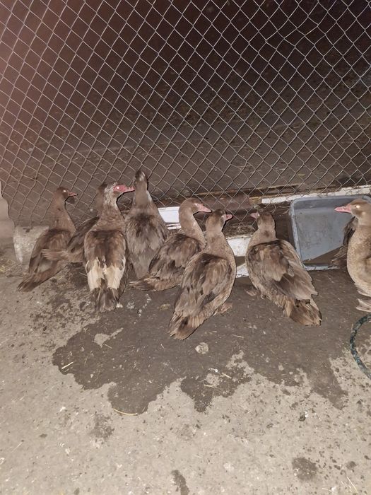 Продаж индоуток  6м.