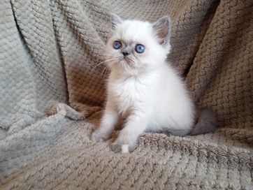 koteczka egzotyczna niebieskooka