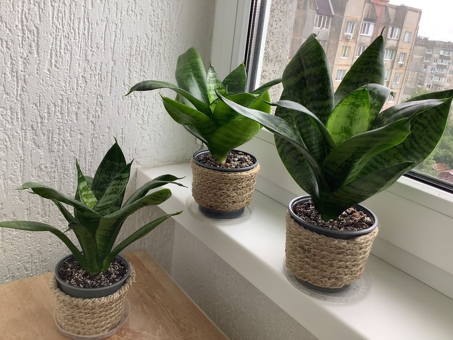 Сансевієрія ханні кімнатна рослина