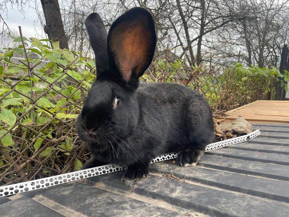 Продаються кролі