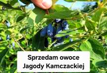 Sprzedam owoce Jagody Kamczackiej odmiana Wojtek
