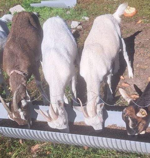 Koza British toggenburg