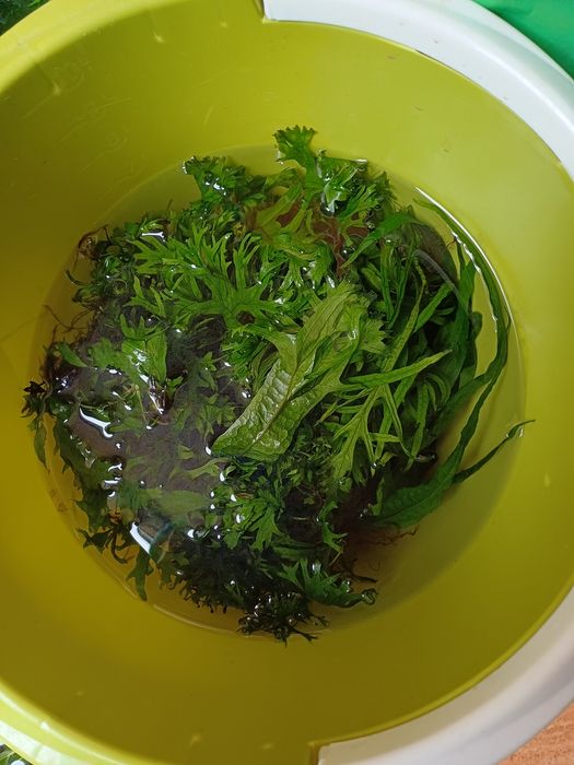 Rośliny z przycinki