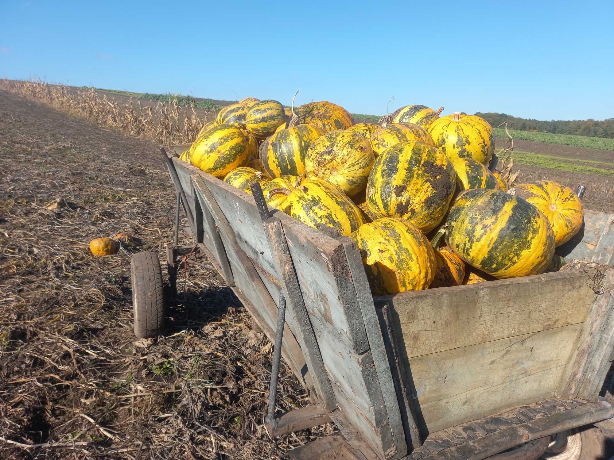Ловол 244 HXN на максимальній комплектації