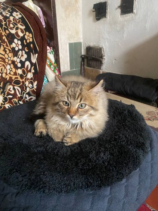 Гарненький пухнастий домашній котик