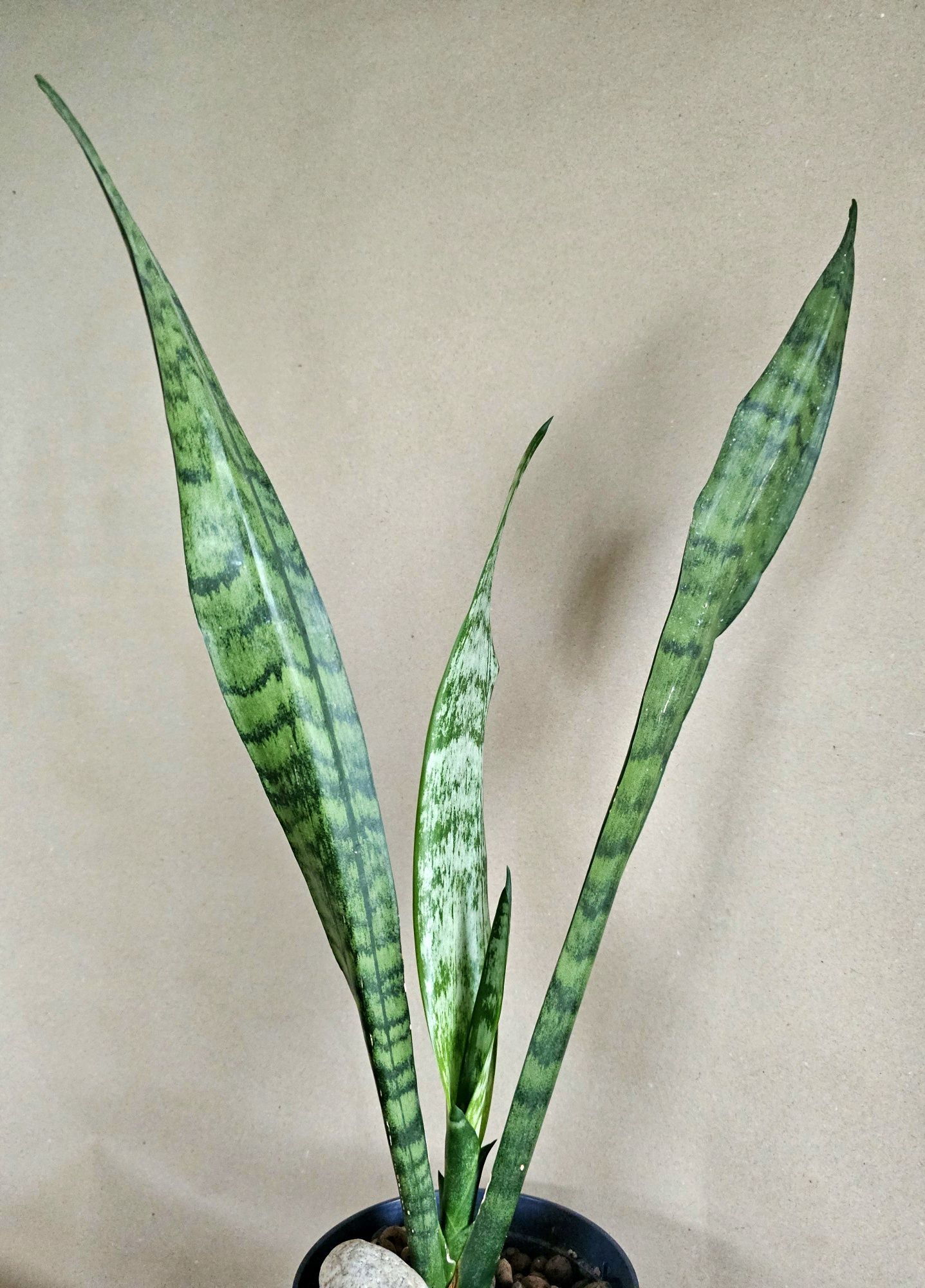 Sansevieria 'Green Line'