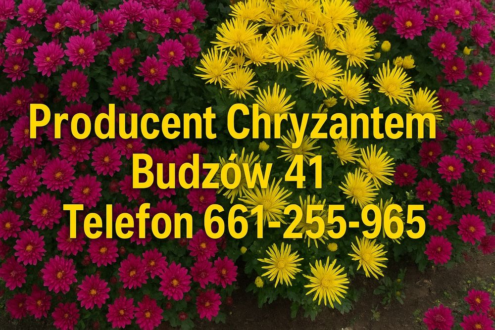 Chryzantemy Producent