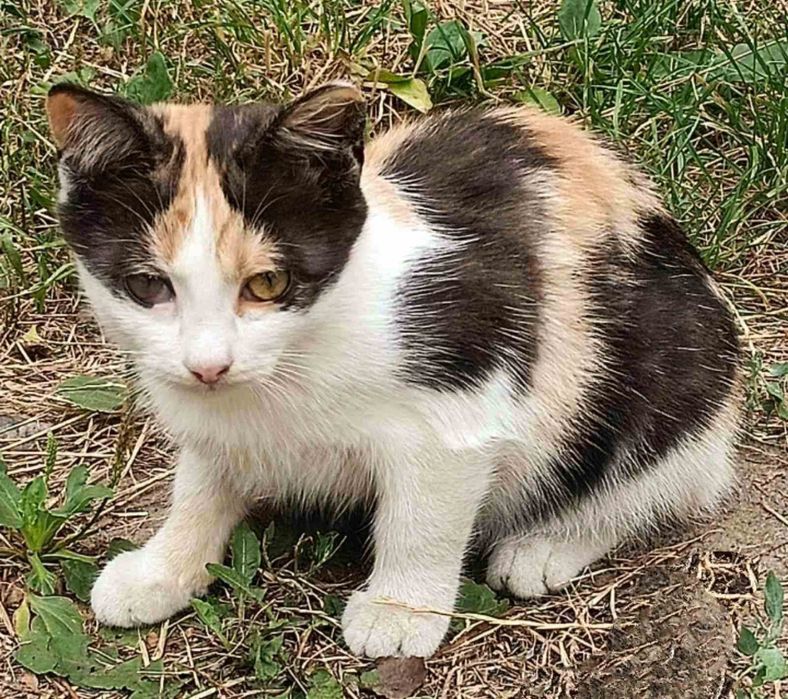 Трьохмасна красуня в пошуках господаря