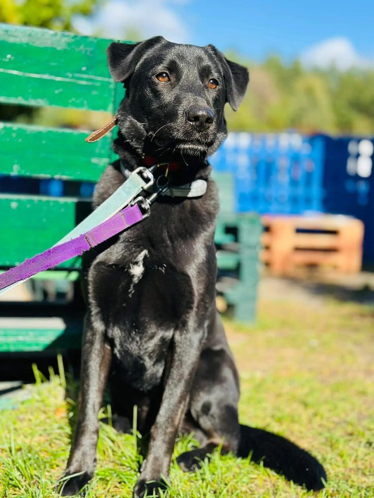 Zorro labrador 2 lata do adopcji