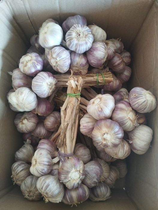 Czosnek haranś 100 sztuk