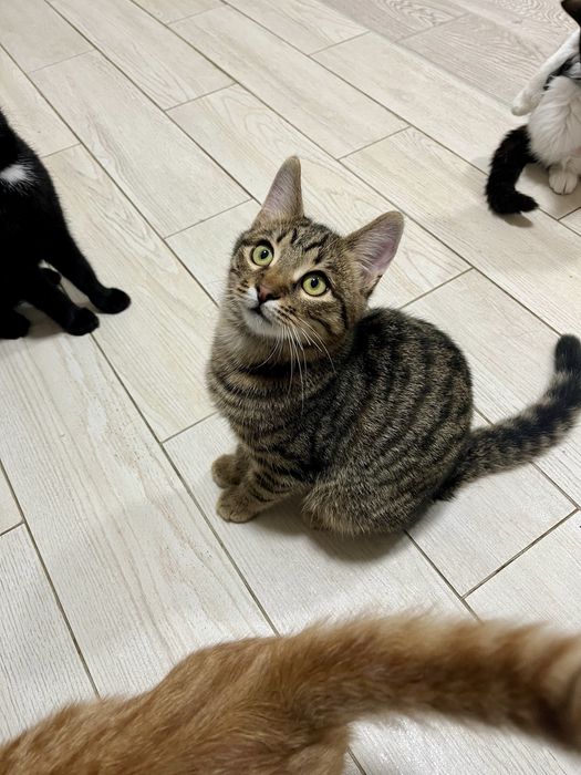 Котенок Шухер 4,5-5 мес,привит