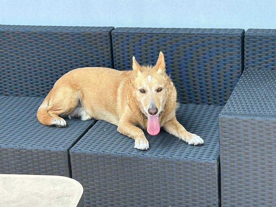 O melhor cão do mundo - porte pequeno