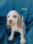 Cocker Spaniel angielski