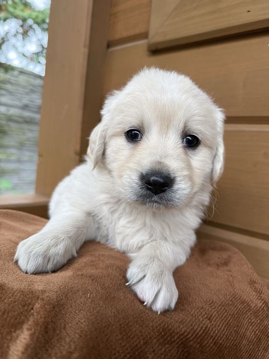 Śliczny Piesek Golden Retriever z Rodowodem
