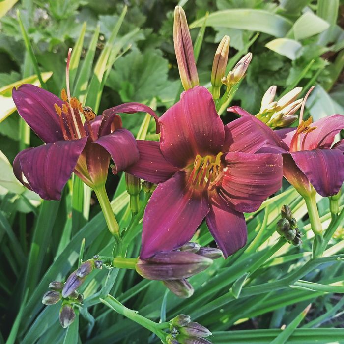 Лилейник сортовой.деленка 20 грн.