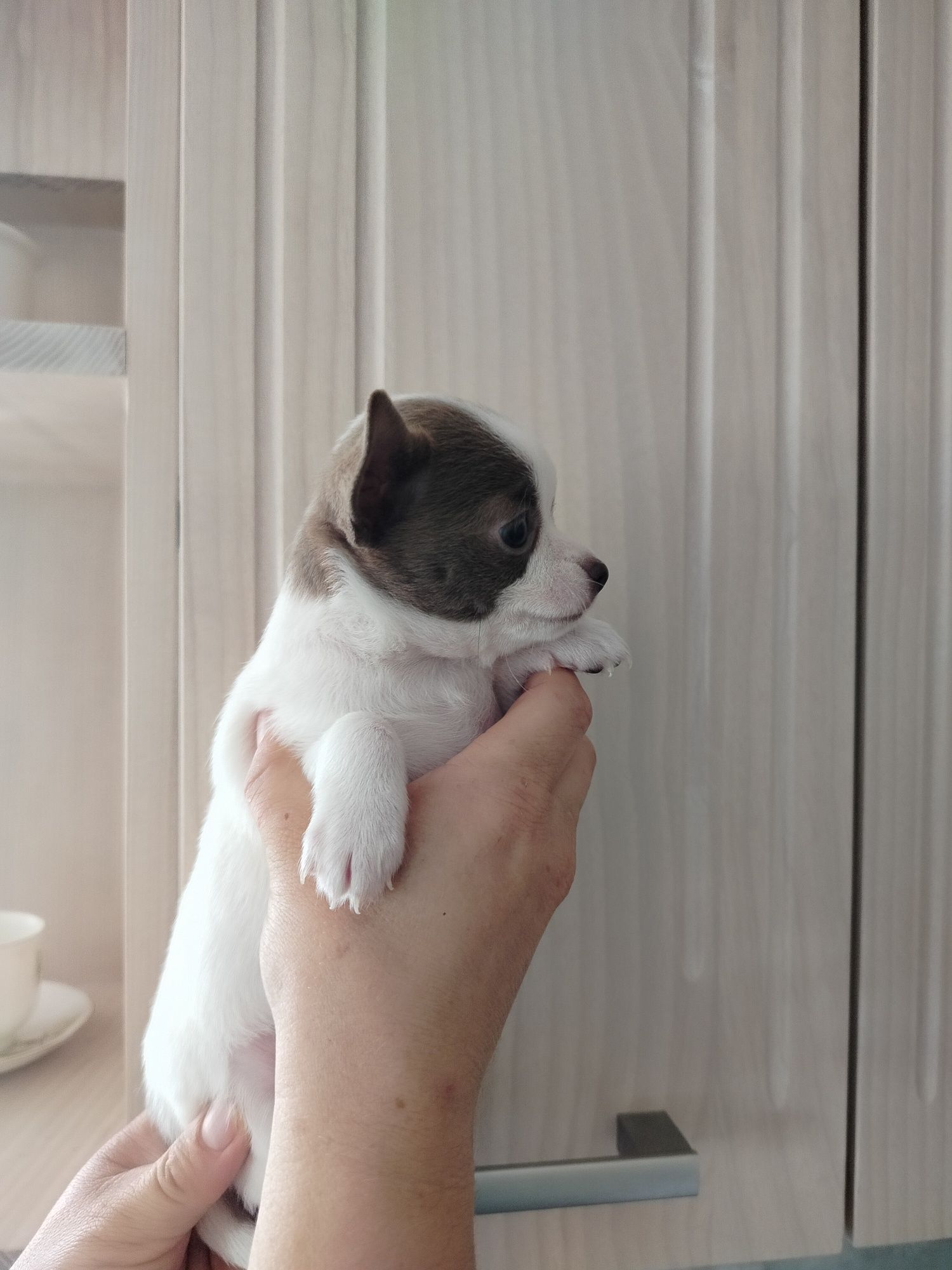 Chihuahua suczka