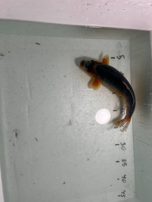 Короп кої в акваріум