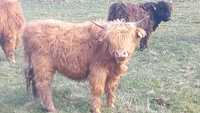 Highland cattle Bydło szkockie krowy szkockie
