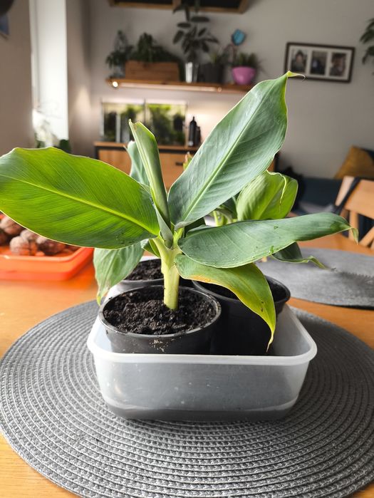 Bananowiec karłowaty Musa acuminata 'Dwarf Cavendish'