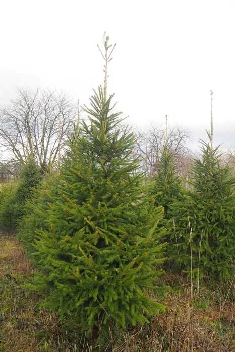 Choinki Świerk Pospolity cięty hurt