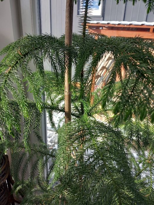 Jodła pokojowa Arankaria wyniosła