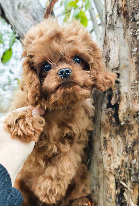 Эксклюзивный щенок кавапу мальчик