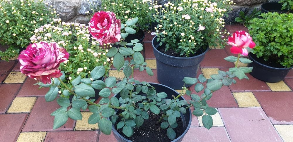 Саженцы розы" Супер Трупер","Романза","Хулио Иглесиас","Ред интуишн"