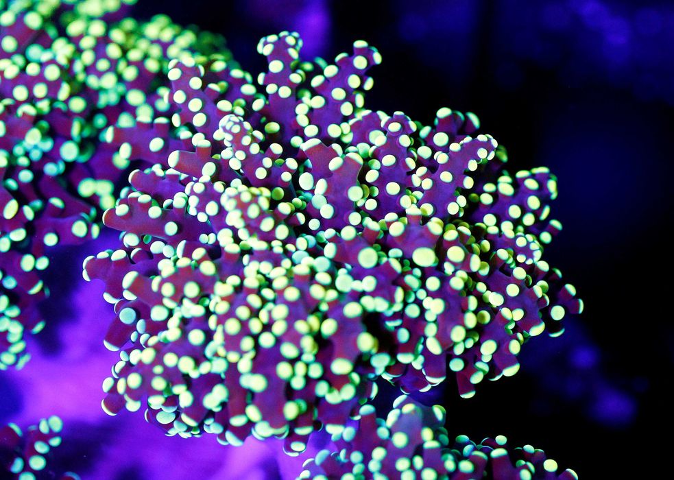 Euphyllia yaeyamaensis Yelow Big Head - 270 zł