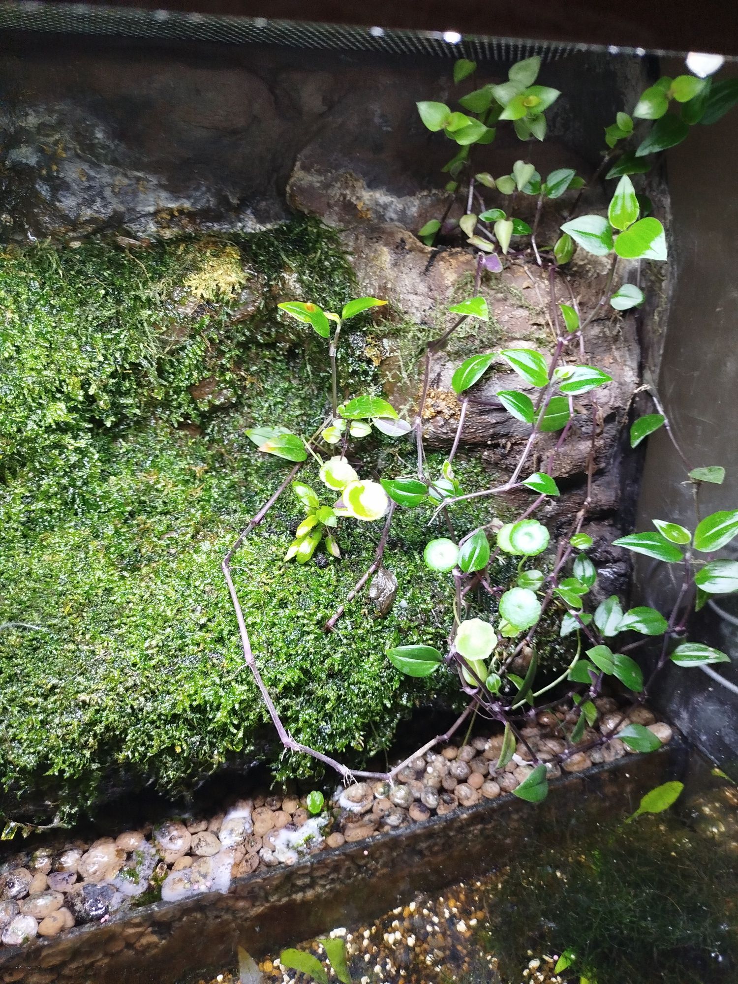 Paludarium 50x40x45 cm dla kraba, traszki, bojownika