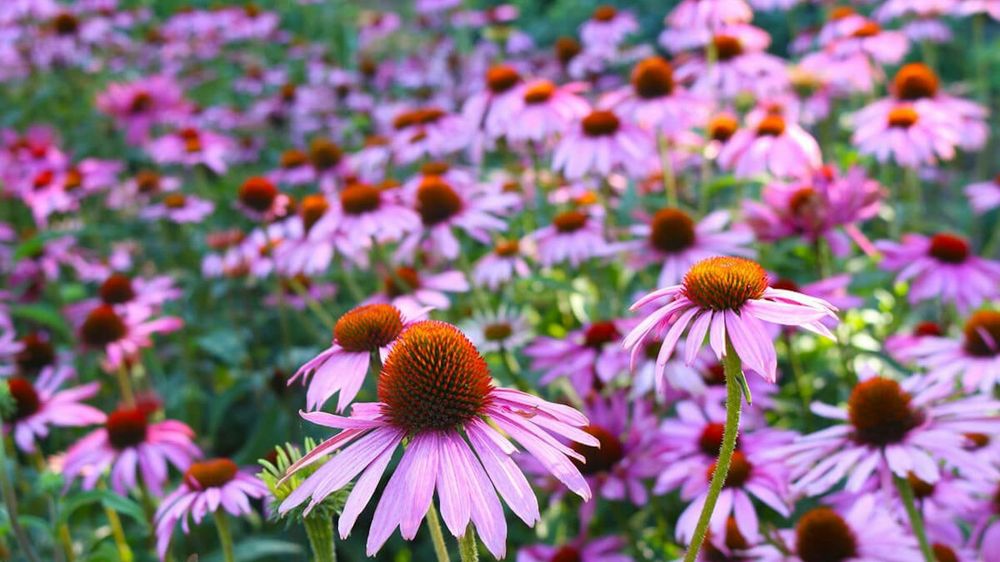 Nasiona kwiatów wieloletnich i jednorocznych Jeżówka rudbekia aster,