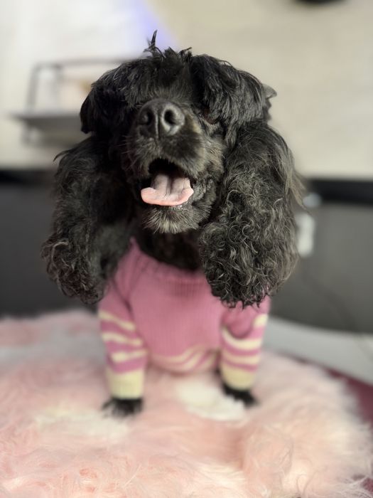 Американский Кокер-спаниель девочка