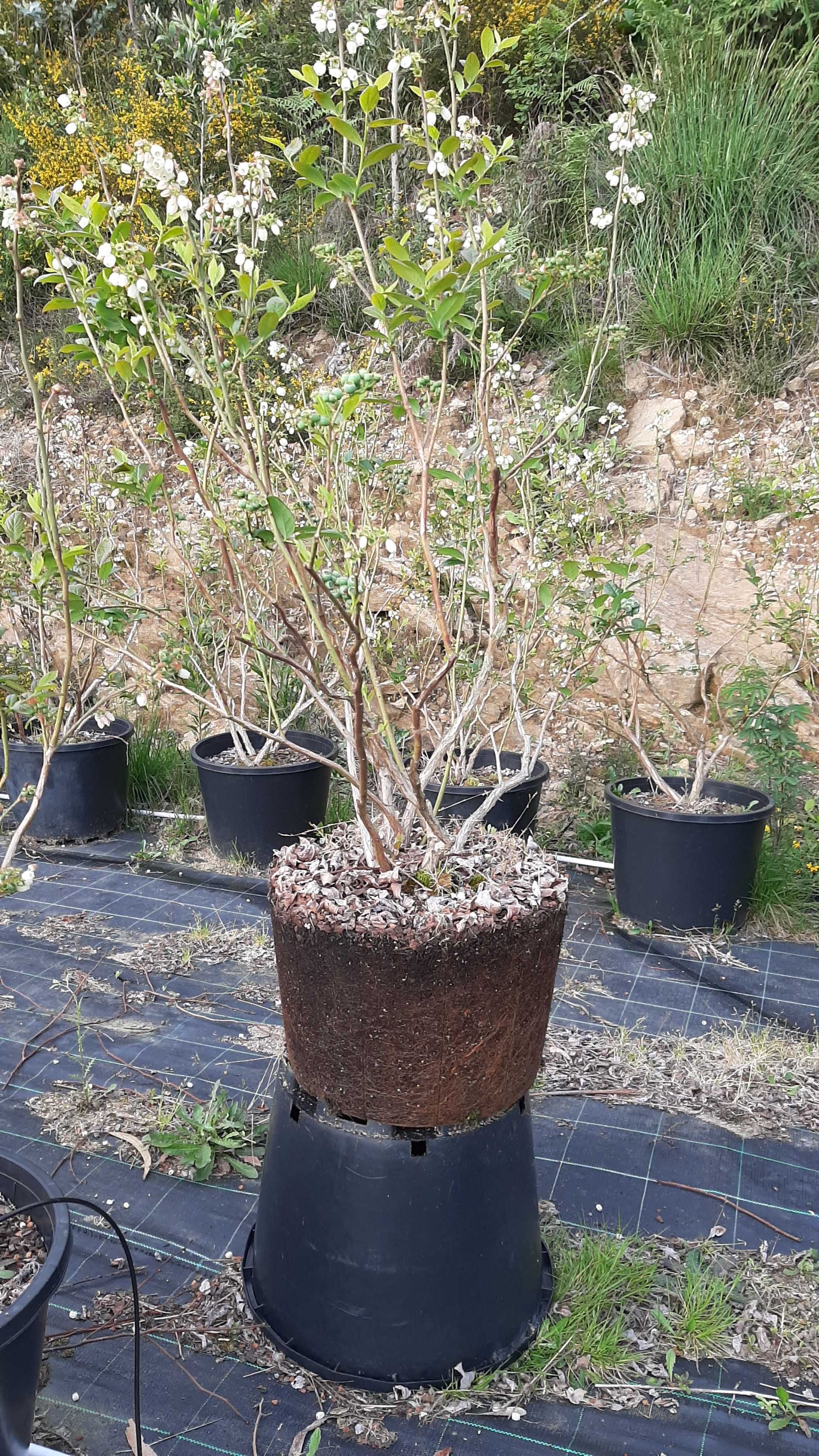 Plantas Mirtilo em vaso